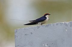 Wire-tailed Swallow